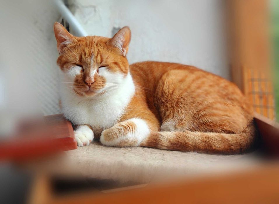 Кіт, котик Цезар (1,5 рочки) – терміново шукає дім!