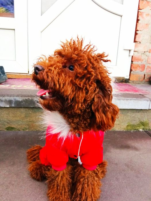 В'язка Пудель (Ред Браун)