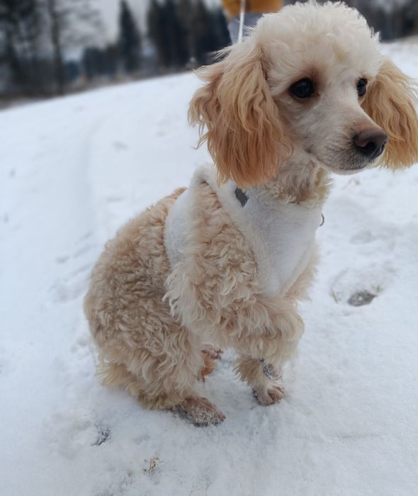 Śliczna dziewczynka pudel