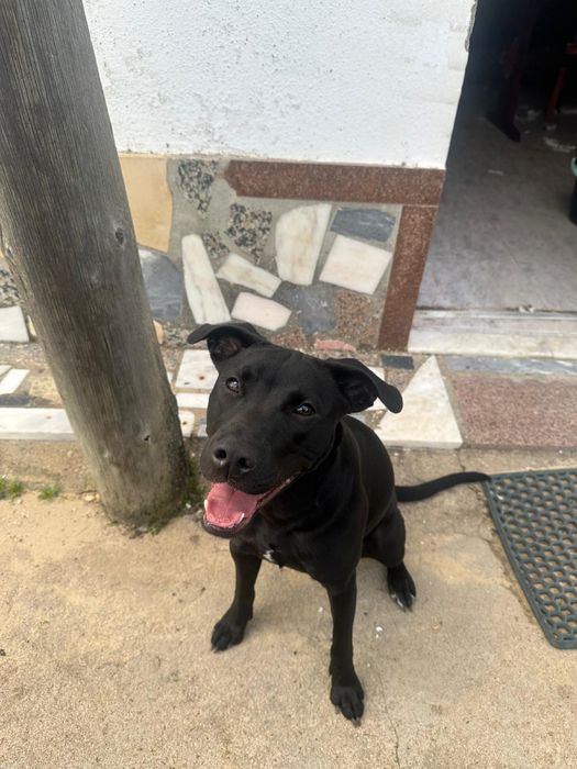 Cadela para Adoção