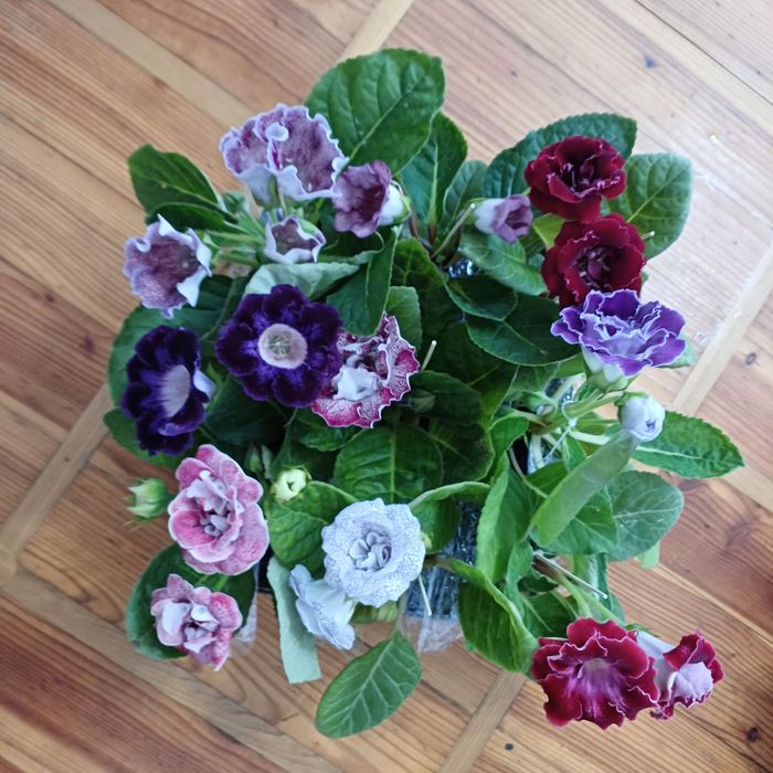 Насіння глоксиній