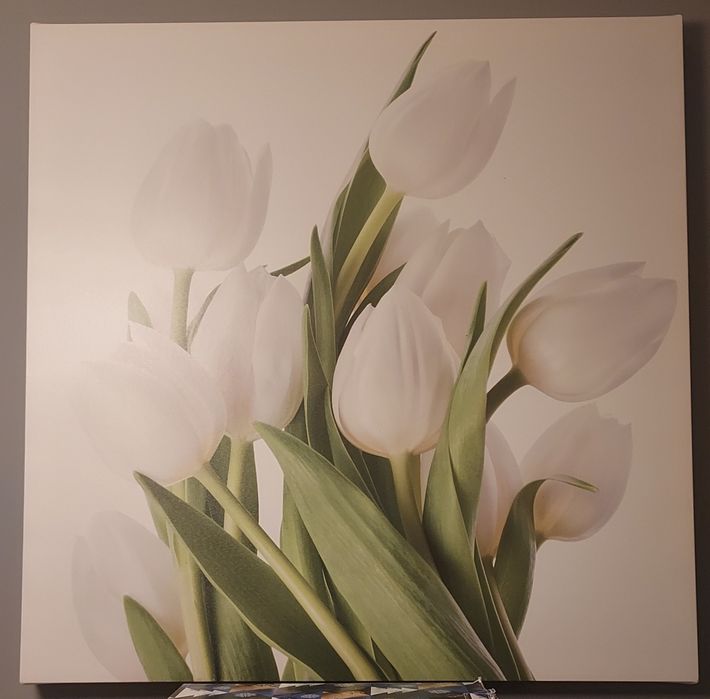 Obraz tulipany 80x80cm