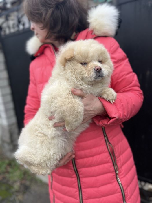 Хлопчик чау чау!   .Доставка