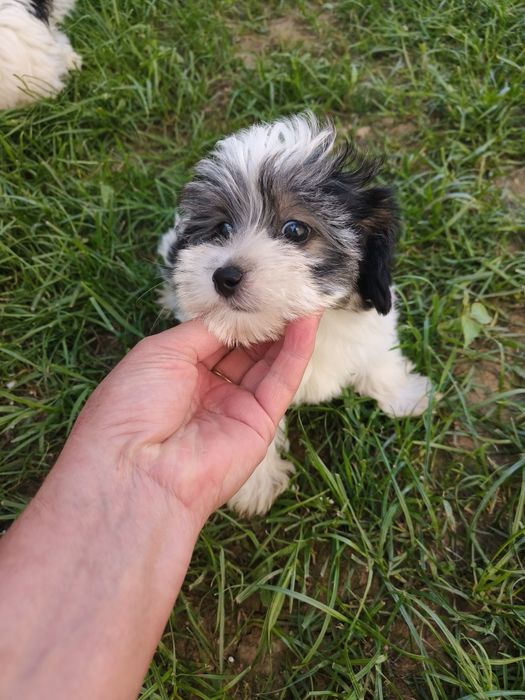Pieski Yorkshire terrier