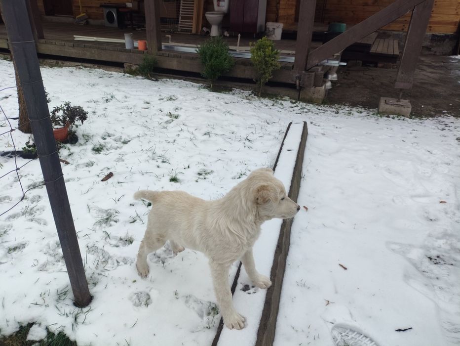 Віддам у добрі руки