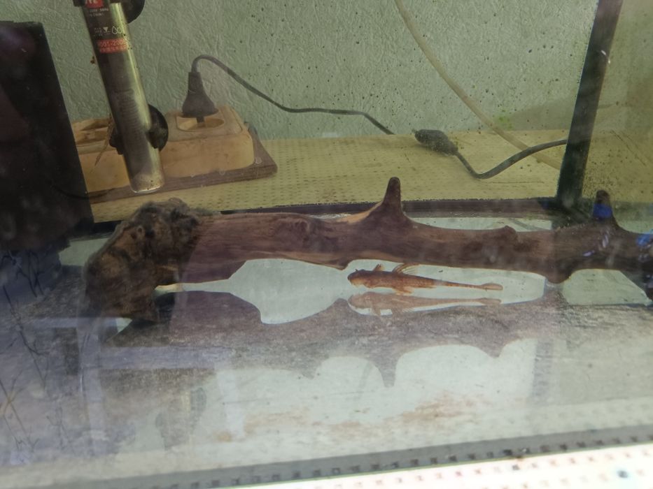 Лорикария красная гнездо