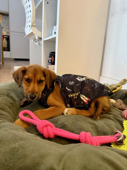 Cadela bebé para adoção responsável