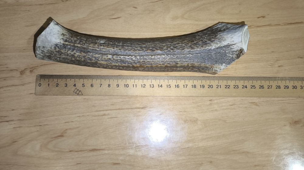 Олений облом рога 23см