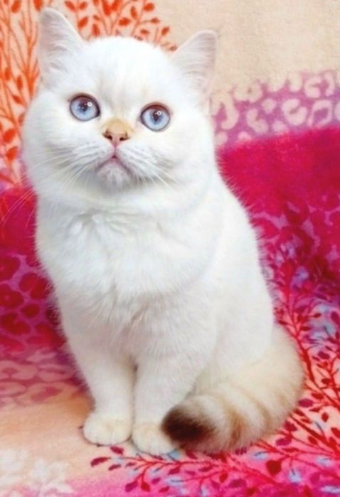 Очаровашка девочка беленький медвежонок