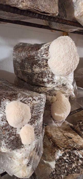 Grzybowa mini farma, gotowe podłoże do uprawy grzybów, grzybnia