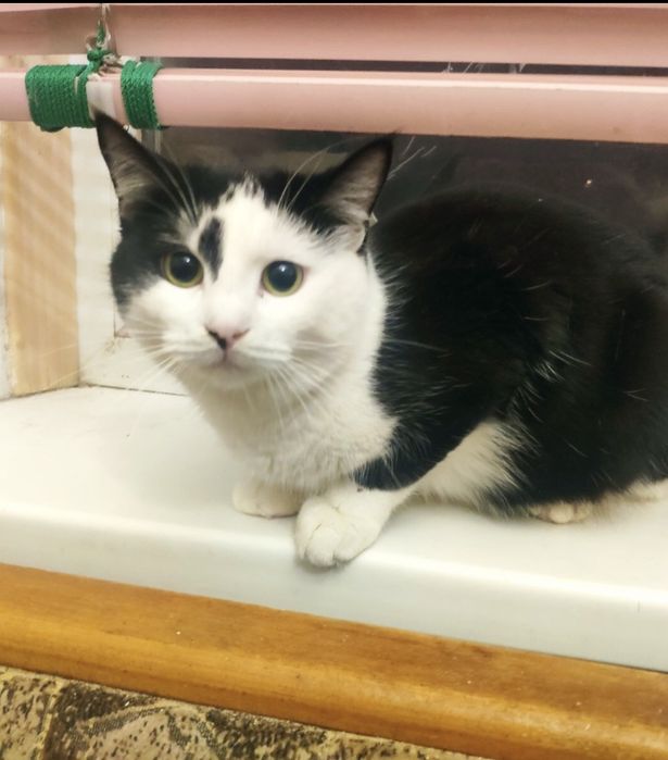Ласковий котик ЧЕКАЄ на родину!