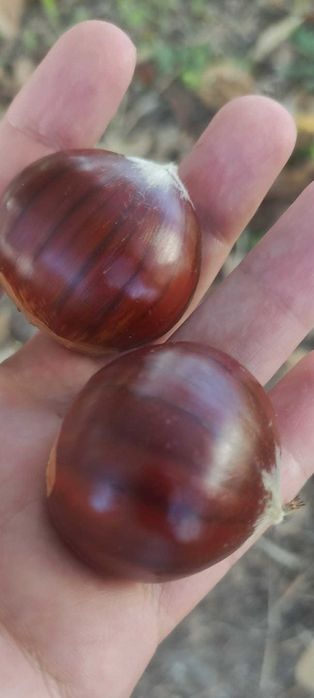 Castanhas Amarelal para venda