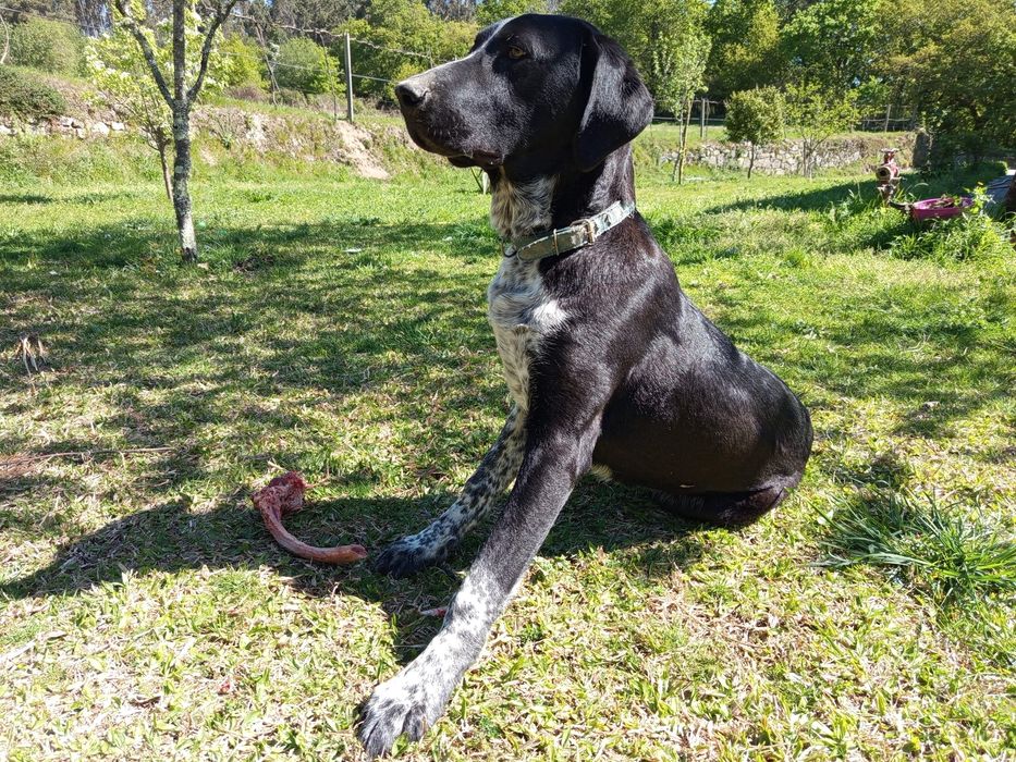 Tenho um Cão (Idade 1 ano)