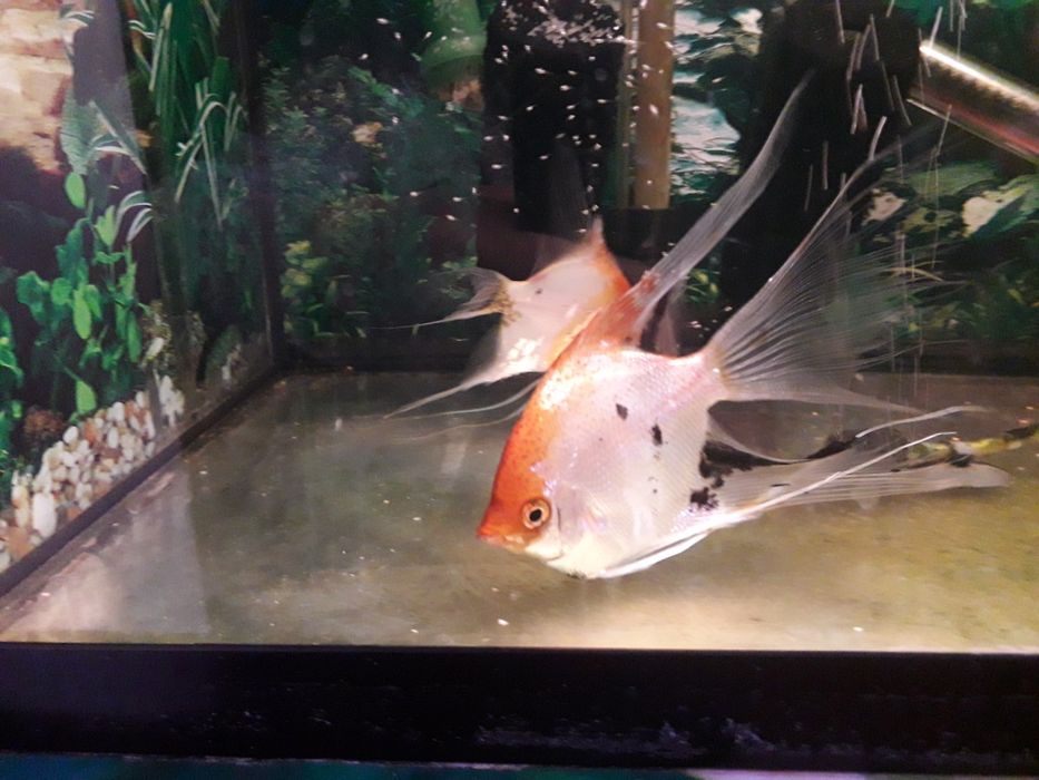 Sprzedam  skalary koi