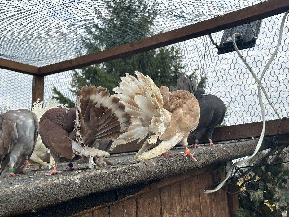 Dwie samice pawika na lęcie