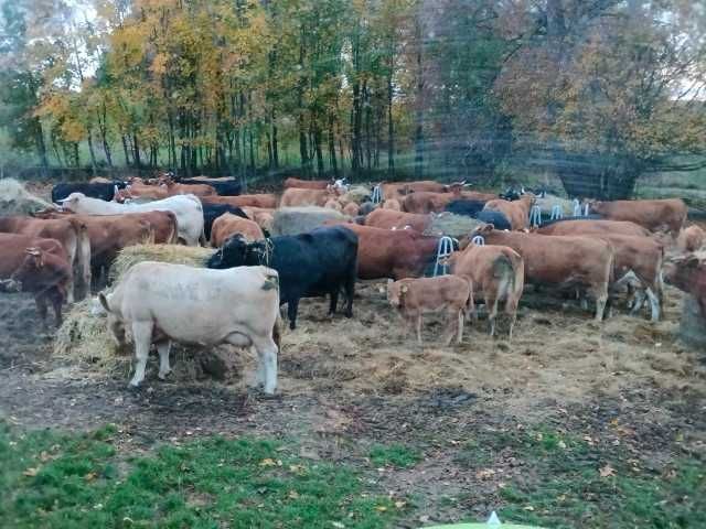 paśnik 12 stanowiskowy karmik dla byków