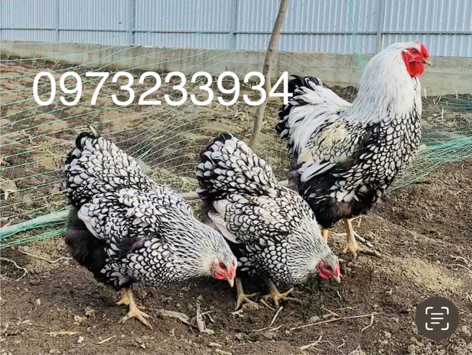 Віандот срібло інкубаційне яйце