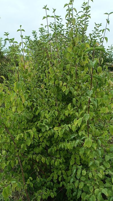 Кизил (дерен) саджанці сорт "Володимирський"