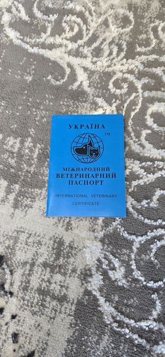 Британские котята