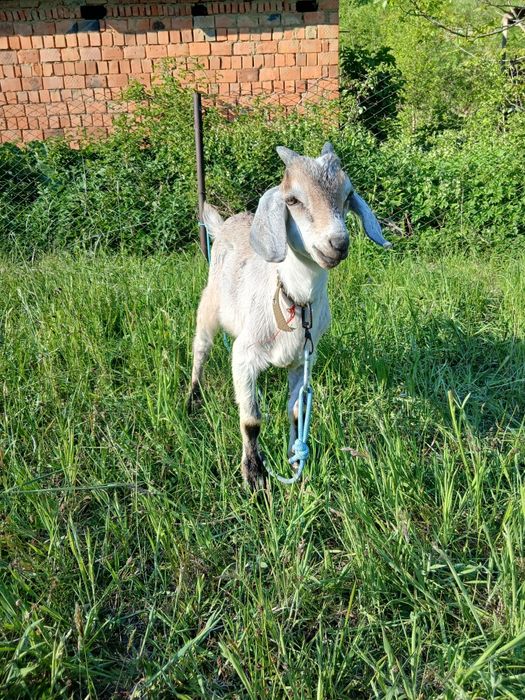 Продам козлика має 2 місяці