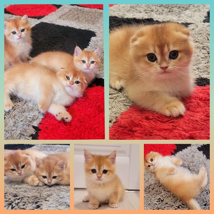 Кошенята породи золота шиншила