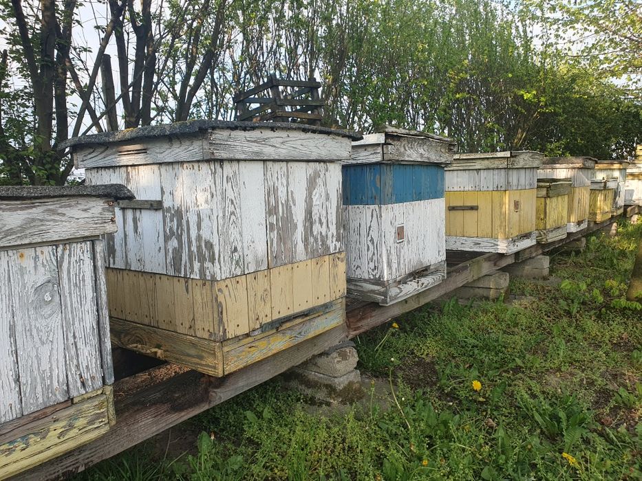 Ule wielkopolskie 10r Poławiacze  PYŁKU DENNICIOWE w komplecie