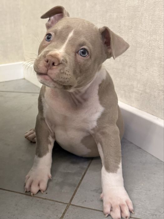 Американські буллі