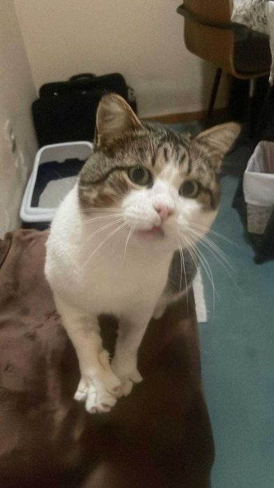 Gato macho para adoção responsável
Gato macho para adoção responsável