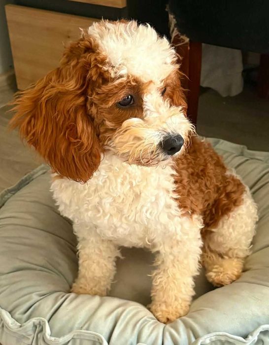 PIękna suczka Cavapoo