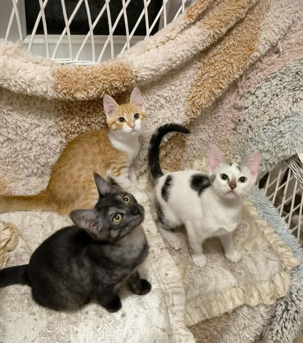 Котята из приюта ,ищем семью!