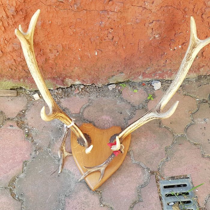 Poroże rogi skóra wypchany zwierzak