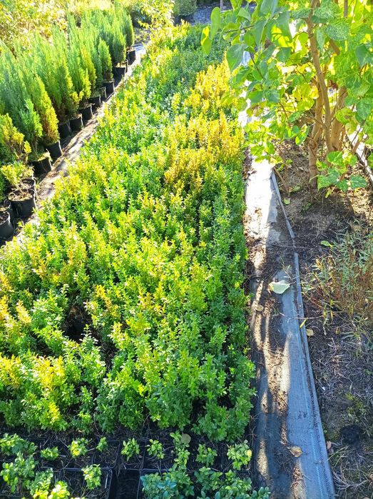 Bukszpan semperweris i sufruticosa