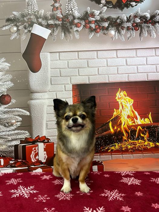 Чихуахуа. Длинношерстный, кобель. 3 года. Вязка.