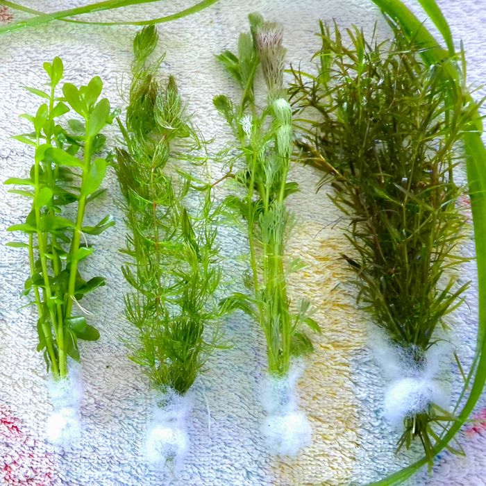 Pack 42x | 7 Espécies de plantas Aquário - Manutenção Fácil