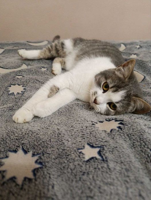 шукаю дім для котика безплатно