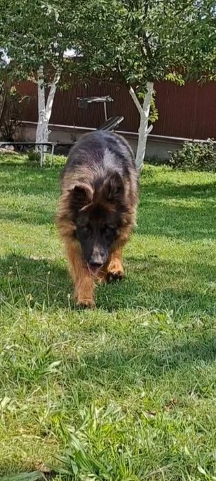 Німецька вівчарка.4 роки