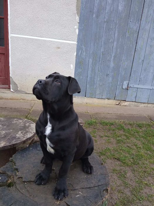 Кане корсо дівчинка