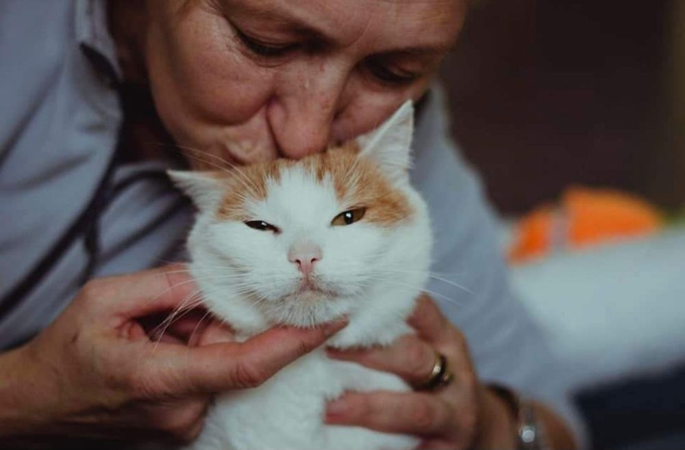 Zaniesiona do uśpienia koteczka BARDZO potrzebuje domu