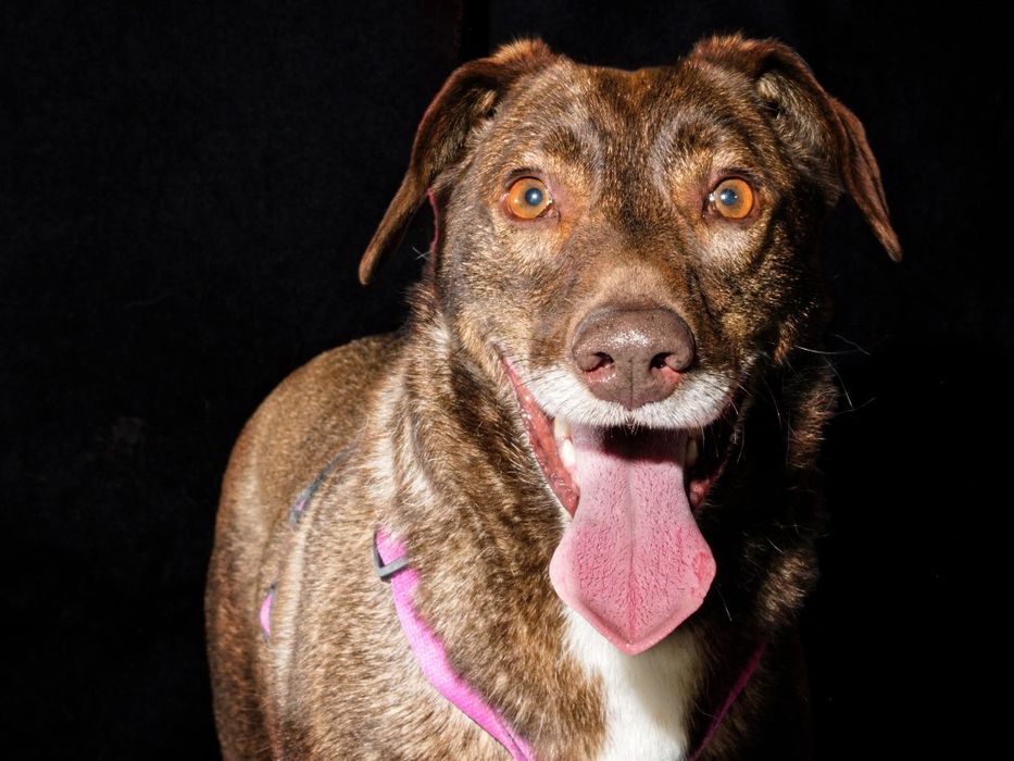 Rysiek,  psiak idealny szuka domu