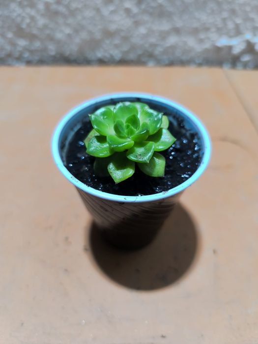 Suculentas 2 por 1 euro