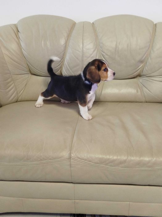 Beagle piesek tel.-5.7.5.3.0.2.0.3.9.