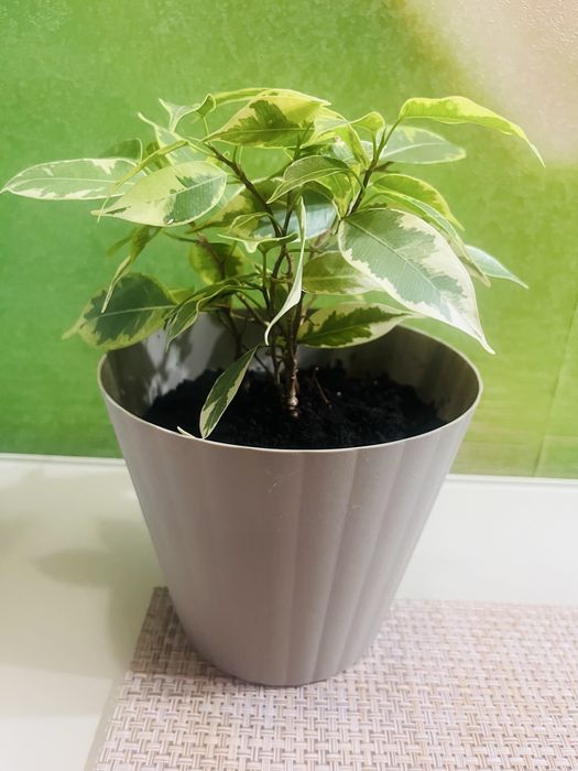 Фікус Бенджаміна