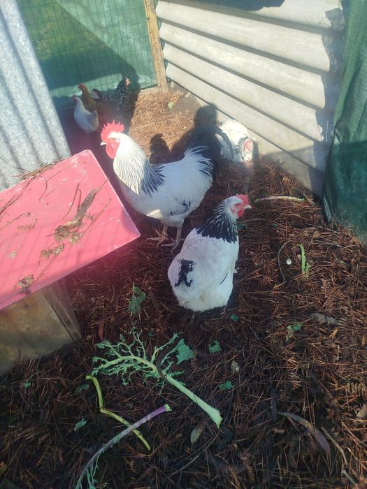 Quinta do rato rua da linha arazede