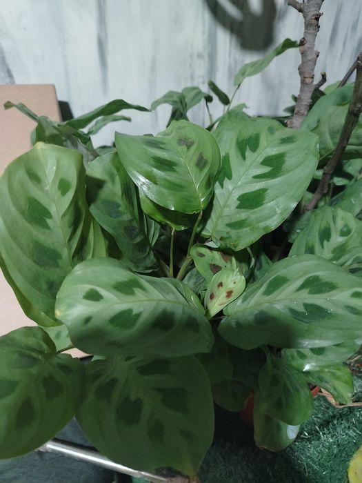 Вазони та дільонки маранти