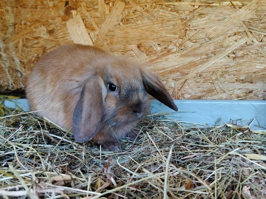 Króliki MINI LOP Baran Francuski Miniaturowy Młode