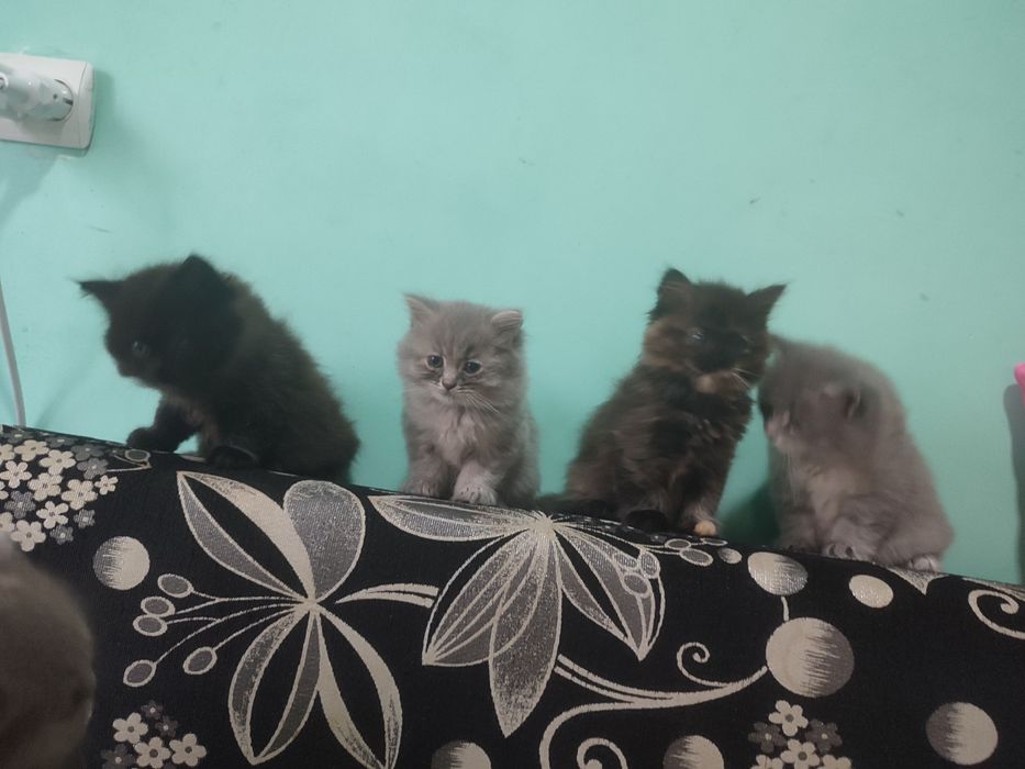 Віддам котиків малих