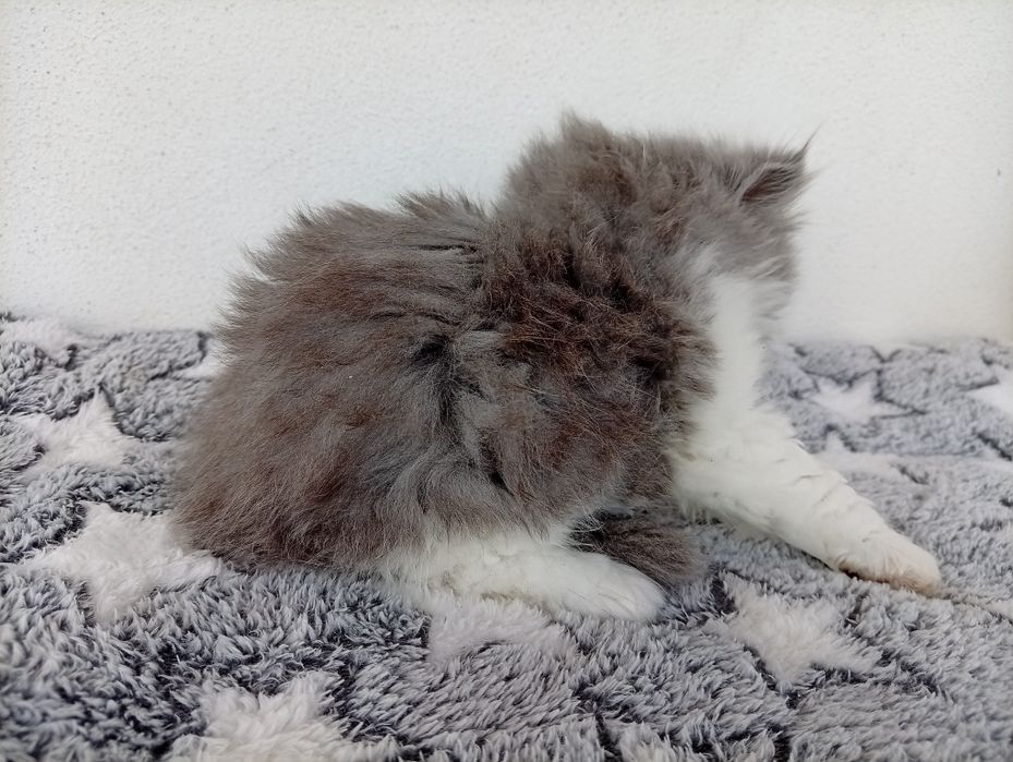Gatinha Persa Fofa