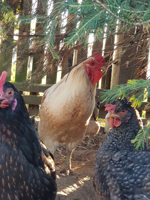 Kogut bialy bez ogona