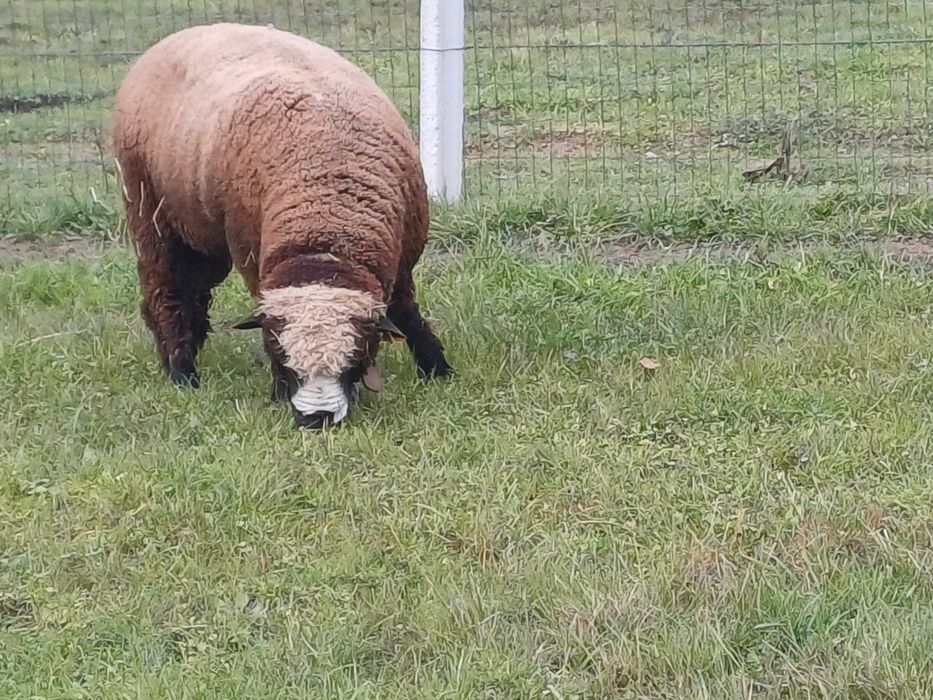 Ile de France Preto (Preto Precoce Português)