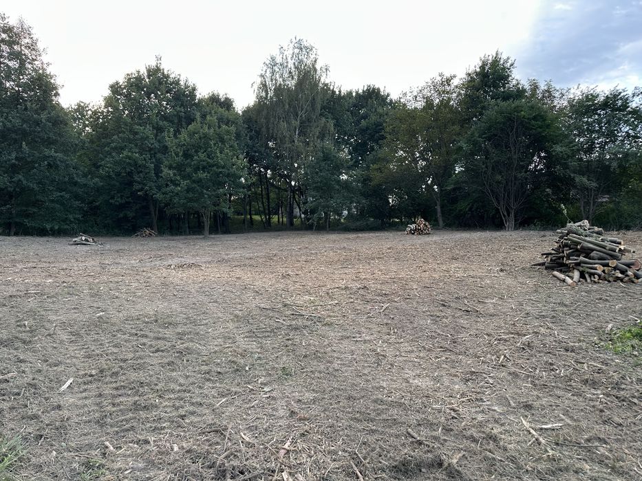 Karczowanie rekultywacja działek mulczerem, wycinka drzew